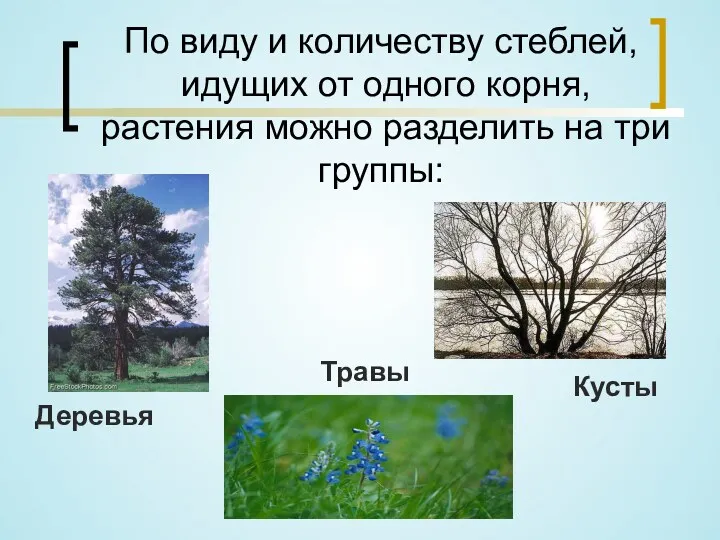 По виду и количеству стеблей, идущих от одного корня, растения
