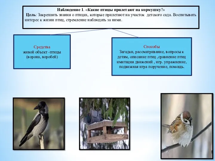 Наблюдение 1. «Какие птицы прилетают на кормушку?» Цель: Закреплять знания о птицах, которые