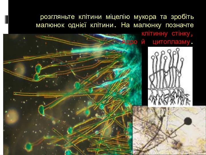 розгляньте клітини міцелію мукора та зробіть малюнок однієї клітини. На