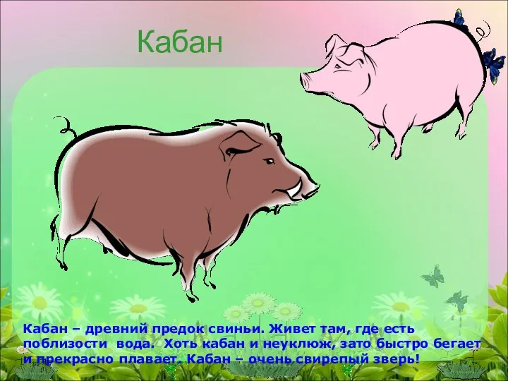Кабан Кабан – древний предок свиньи. Живет там, где есть поблизости вода. Хоть