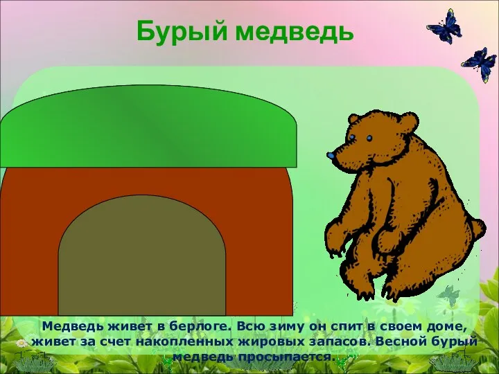 Бурый медведь Медведь живет в берлоге. Всю зиму он спит в своем доме,