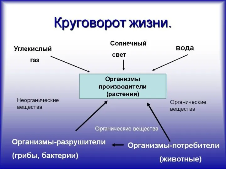 Организмы производители (растения)