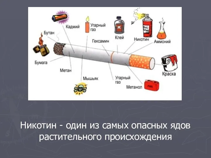 Никотин - один из самых опасных ядов растительного происхождения