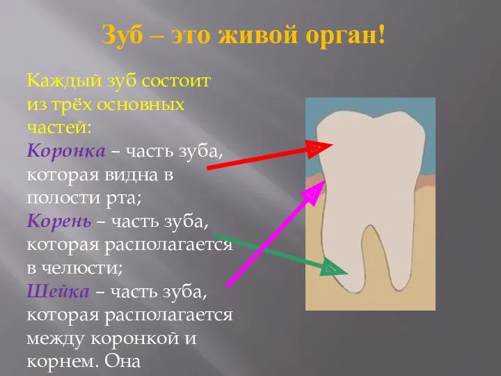 Зуб – это живой орган! Каждый зуб состоит из трёх