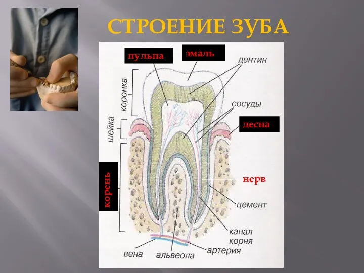 СТРОЕНИЕ ЗУБА эмаль пульпа корень десна нерв