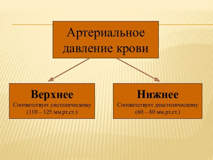 Артериальное давление крови Верхнее Соответствует систолическому (110 – 125 мм.рт.ст.) Нижнее Соответствует диастолическому