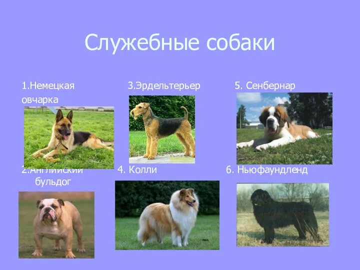 Служебные собаки 1.Немецкая 3.Эрдельтерьер 5. Сенбернар овчарка 2.Английский 4. Колли 6. Ньюфаундленд бульдог