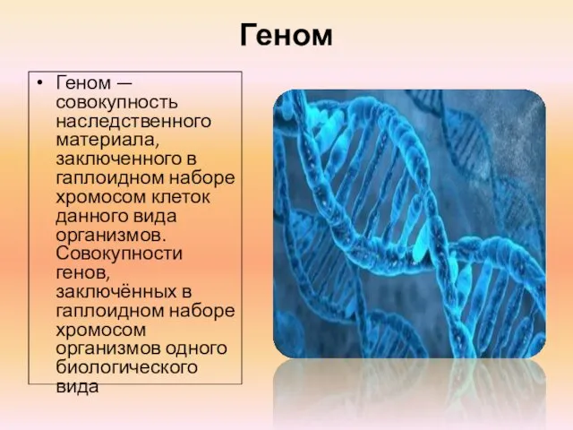 Геном Геном — совокупность наследственного материала, заключенного в гаплоидном наборе