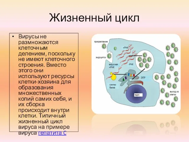 Жизненный цикл Вирусы не размножаются клеточным делением, поскольку не имеют