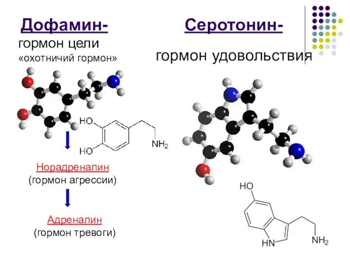 Дофамин- Серотонин- гормон цели «охотничий гормон» гормон удовольствия Норадреналин (гормон агрессии) Адреналин (гормон тревоги)