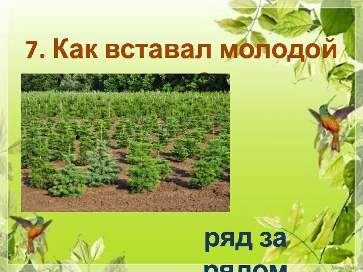 7. Как вставал молодой лес? ряд за рядом