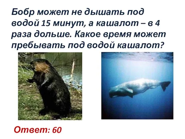 Бобр может не дышать под водой 15 минут, а кашалот