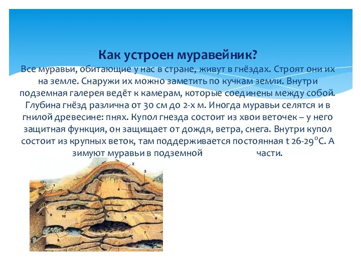 Как устроен муравейник? Все муравьи, обитающие у нас в стране,