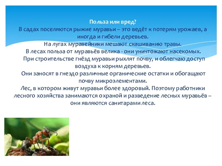 Польза или вред? В садах поселяются рыжие муравьи – это