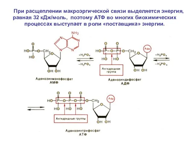 При расщеплении макроэргической связи выделяется энергия, равная 32 кДж/моль, поэтому