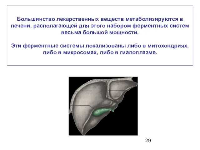 Большинство лекарственных веществ метаболизируются в печени, располагающей для этого набором