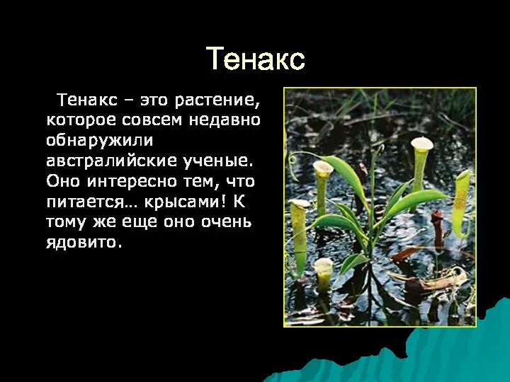 Тенакс Тенакс – это растение, которое совсем недавно обнаружили австралийские