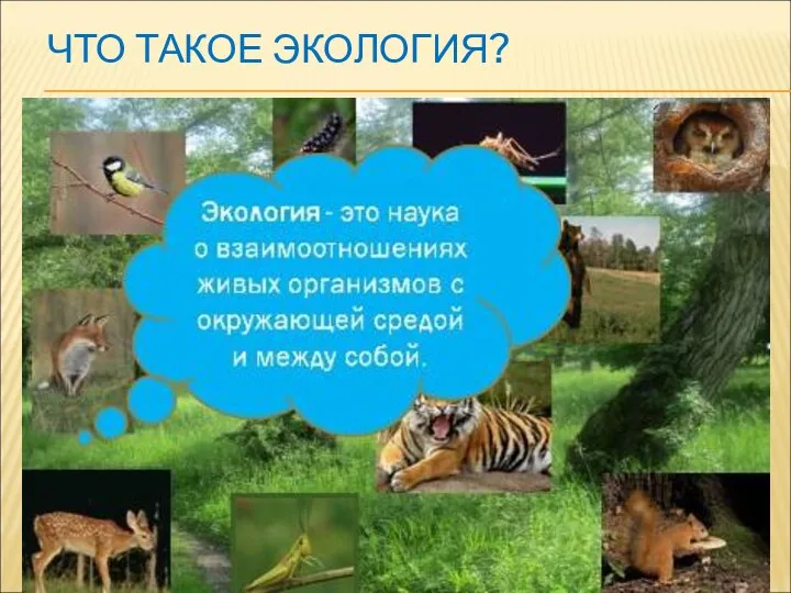 ЧТО ТАКОЕ ЭКОЛОГИЯ?