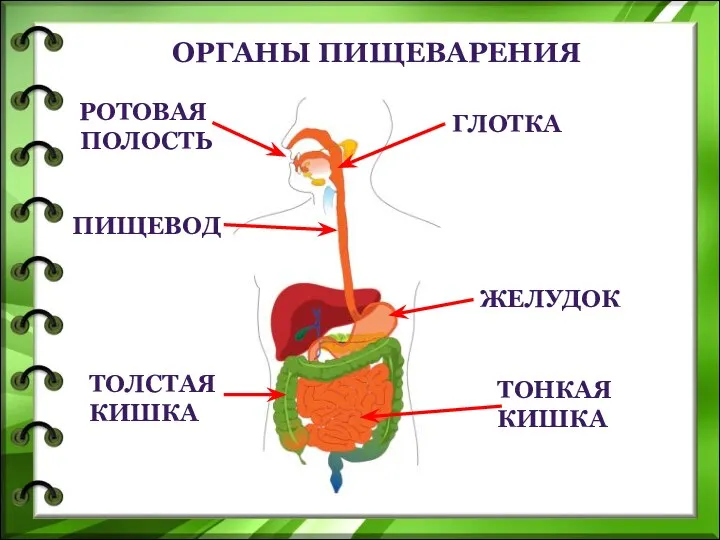 Органы пищеварения ротовая полость желудок глотка пищевод толстая кишка тонкая кишка