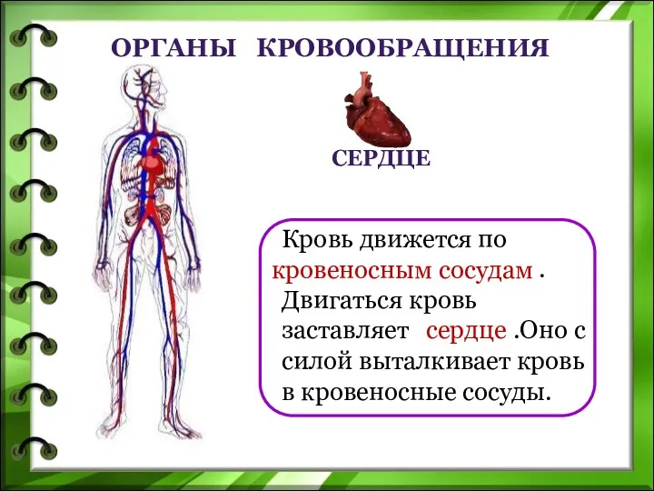 Органы кровообращения Кровь движется по . Двигаться кровь заставляет .Оно с силой выталкивает