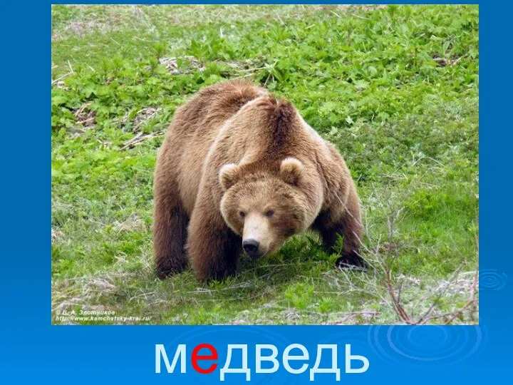 медведь