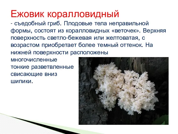 Ежовик коралловидный - съедобный гриб. Плодовые тела неправильной формы, состоят из коралловидных «веточек».