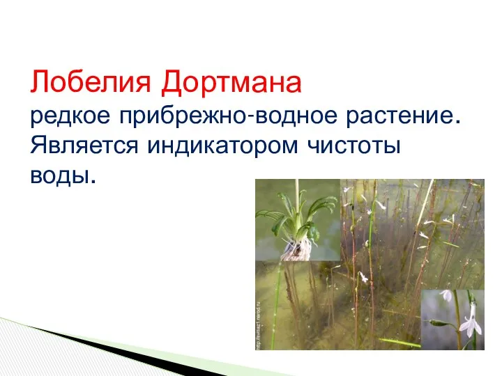 Лобелия Дортмана редкое прибрежно-водное растение. Является индикатором чистоты воды.