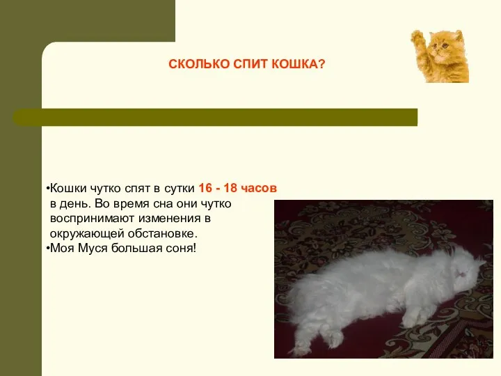Кошки чутко спят в сутки 16 - 18 часов в