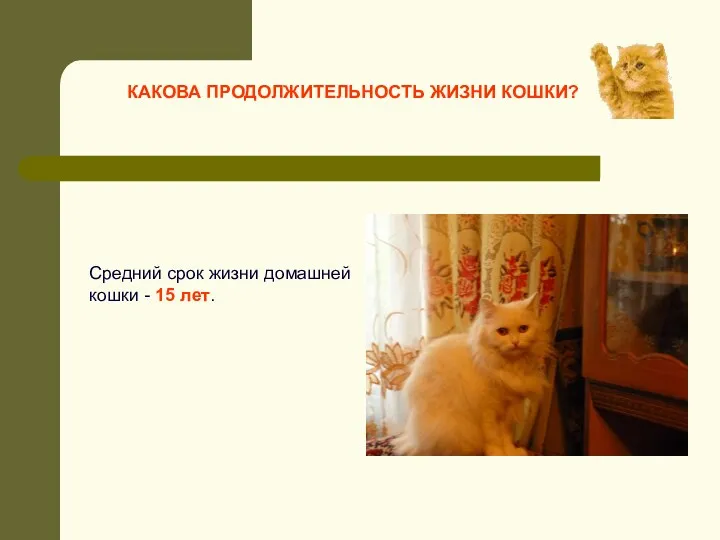 Средний срок жизни домашней кошки - 15 лет. КАКОВА ПРОДОЛЖИТЕЛЬНОСТЬ ЖИЗНИ КОШКИ?