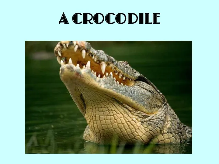 A CROCODILE