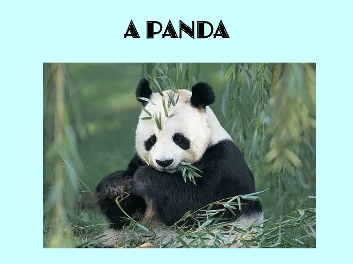 A PANDA