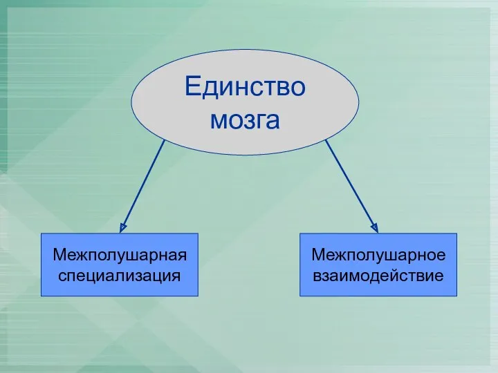 Единство мозга Межполушарная специализация Межполушарное взаимодействие