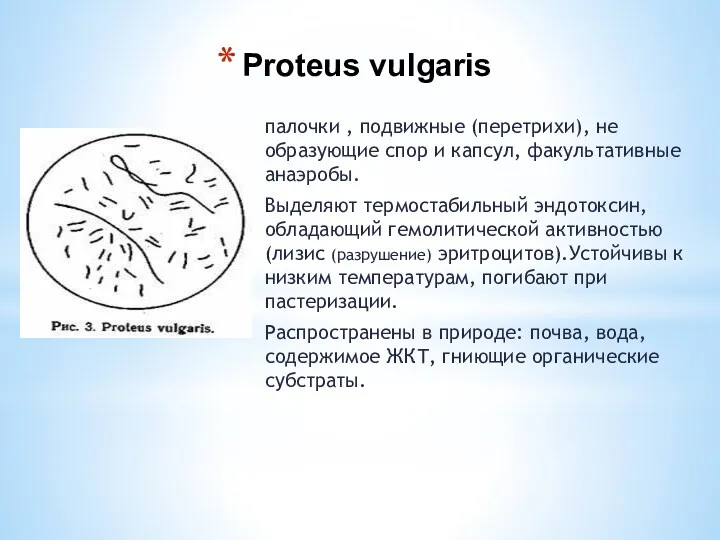 Proteus vulgaris палочки , подвижные (перетрихи), не образующие спор и