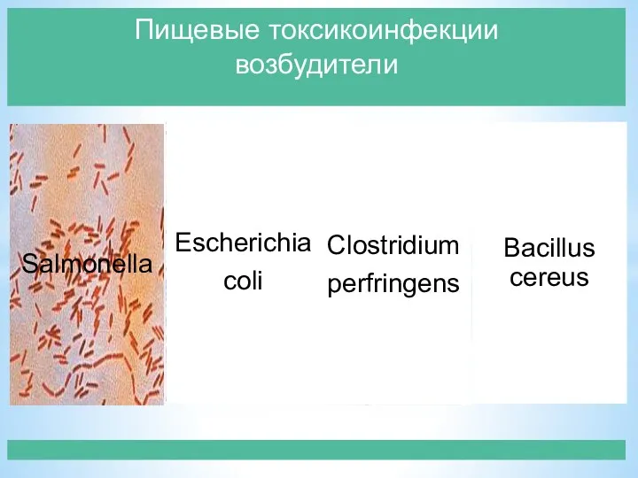 Bacillus cereus Пищевые токсикоинфекции возбудители Salmonella Escherichia coli Clostridium perfringens
