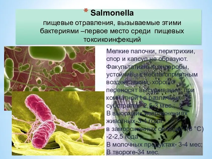 Salmonella пищевые отравления, вызываемые этими бактериями –первое место среди пищевых