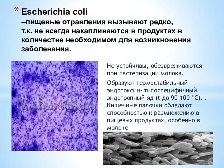 Escherichia coli –пищевые отравления вызывают редко, т.к. не всегда накапливаются