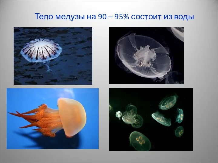 Тело медузы на 90 – 95% состоит из воды