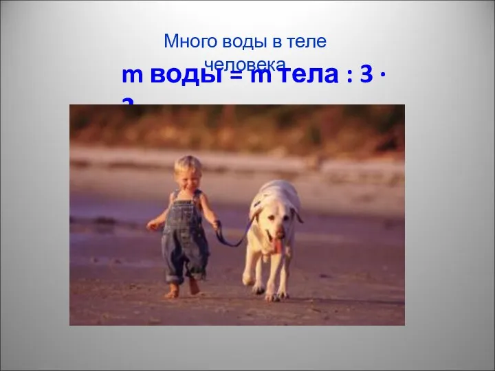 Много воды в теле человека m воды = m тела : 3 ∙ 2