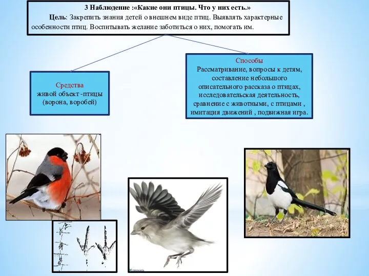 3 Наблюдение :«Какие они птицы. Что у них есть.» Цель: Закрепить знания детей