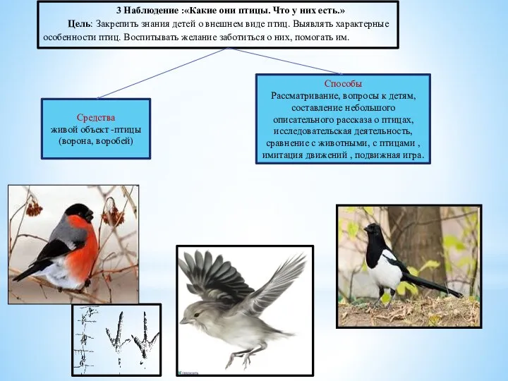 3 Наблюдение :«Какие они птицы. Что у них есть.» Цель: