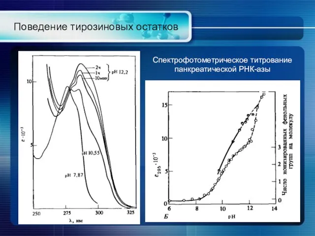 Поведение тирозиновых остатков Спектрофотометрическое титрование панкреатической РНК-азы