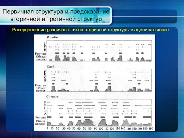 Первичная структура и предсказание вторичной и третичной структур Распределение различных типов вторичной структуры в аденилаткиназе