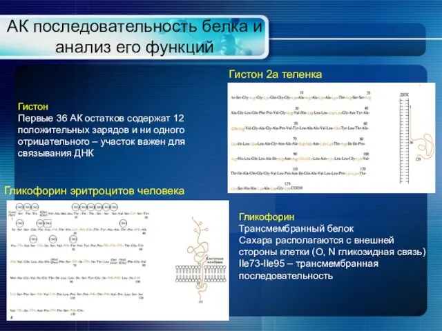 АК последовательность белка и анализ его функций Гликофорин эритроцитов человека Гистон 2а теленка