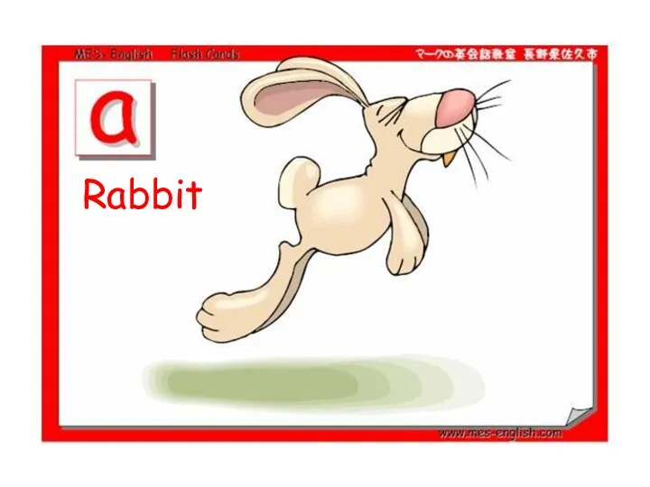 Rabbit