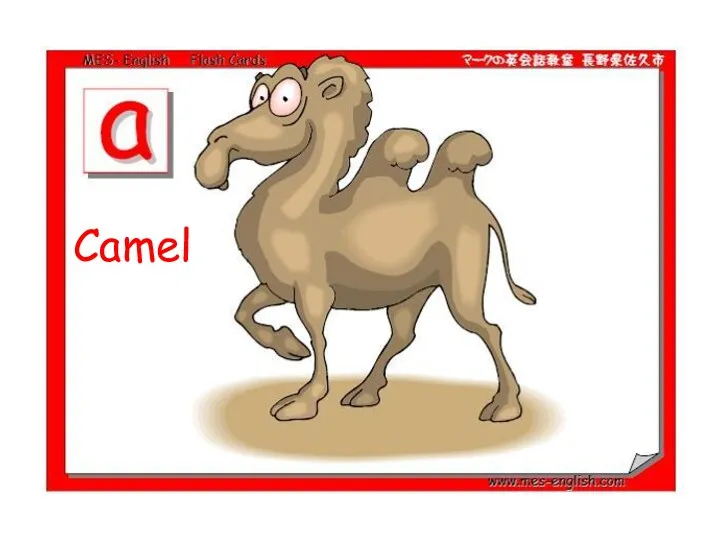 Camel