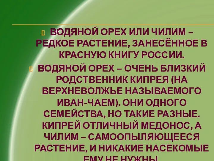 Водяной орех или чилим – редкое растение, занесённое в Красную