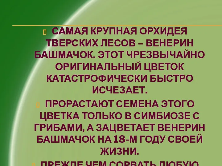 Самая крупная орхидея тверских лесов – венерин башмачок. Этот чрезвычайно