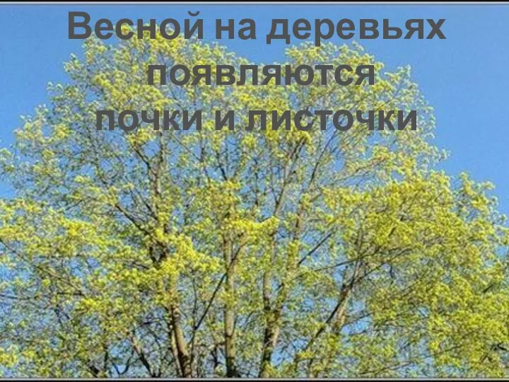 Весной на деревьях появляются почки и листочки