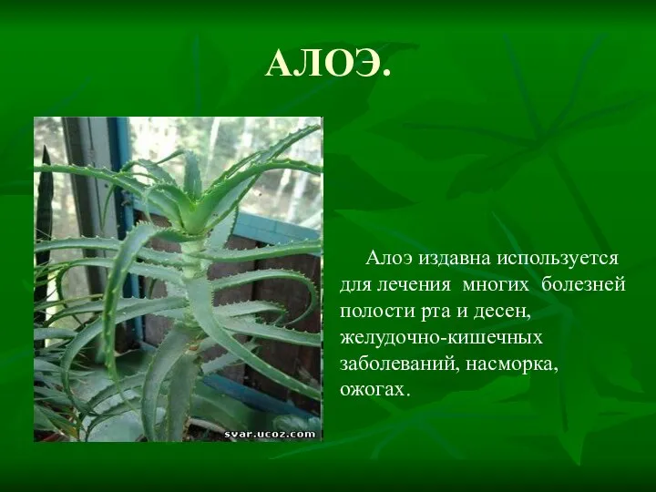 АЛОЭ. Алоэ издавна используется для лечения многих болезней полости рта и десен, желудочно-кишечных заболеваний, насморка, ожогах.