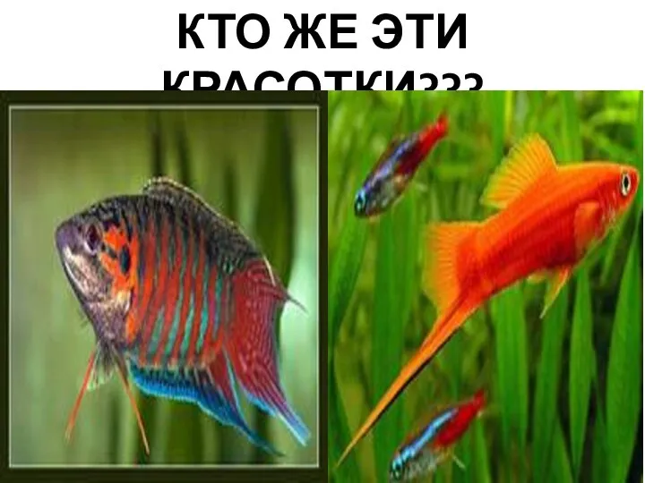 КТО ЖЕ ЭТИ КРАСОТКИ???